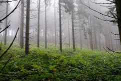 Bewirtschaftungsmodelle von Fichte in Zeiten des Klimawandels